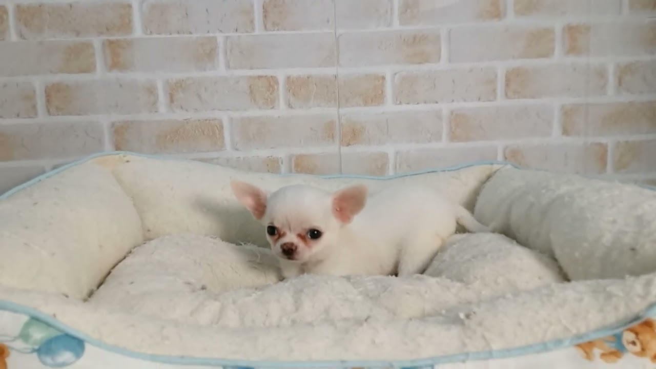 チワワ（スムースコート）の子犬（オス♂） 大牟田店｜ペットショップ