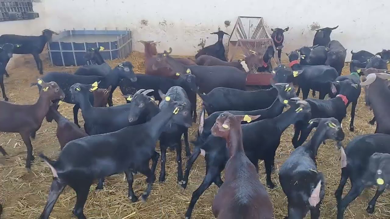 الماعز الحلوب المستوردة للبيع في المغرب لمهتام مرحبا 