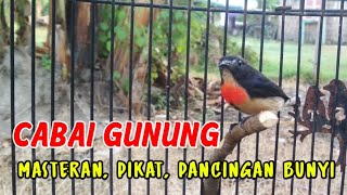 CABE GUNUNG, COCOK UNTUK MASTERAN, PIKAT DAN PANCINGAN BUNYI