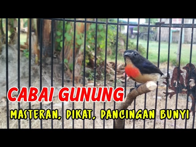 CABE GUNUNG, COCOK UNTUK MASTERAN, PIKAT DAN PANCINGAN BUNYI class=