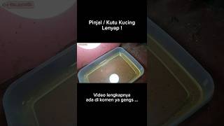 Ampuh!!! - Pinjal / Kutu Kucing Langsung Musnah !  #cats #kucing #tips #tutorial #kutu #ampuh