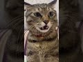 Clumsy Cat gets jealous - Funny Pet Video 📢 Share Now!