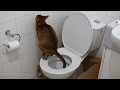 Both cats pooping - The unedited version