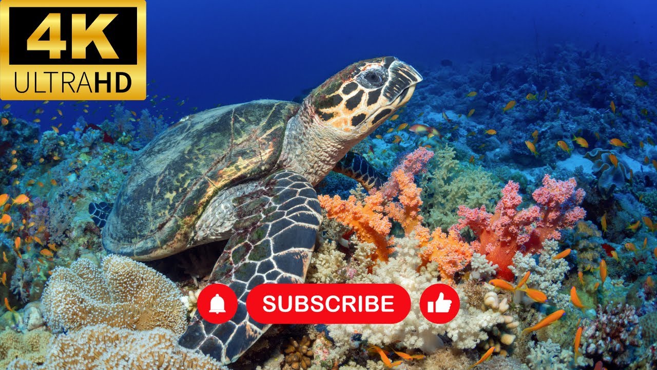 Animal intelligence overview