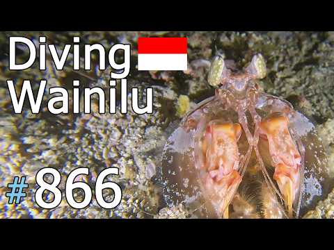 Wainilu, Komodo 🇮🇩 (#866)