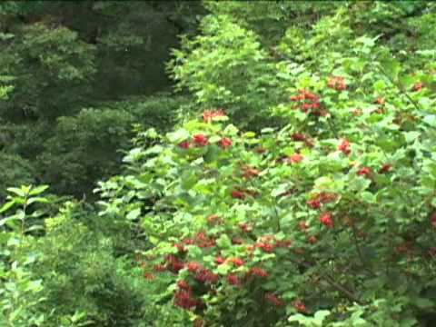 Video: American Cranberry Bush Information - How To Grow American Cranberry In The Garden