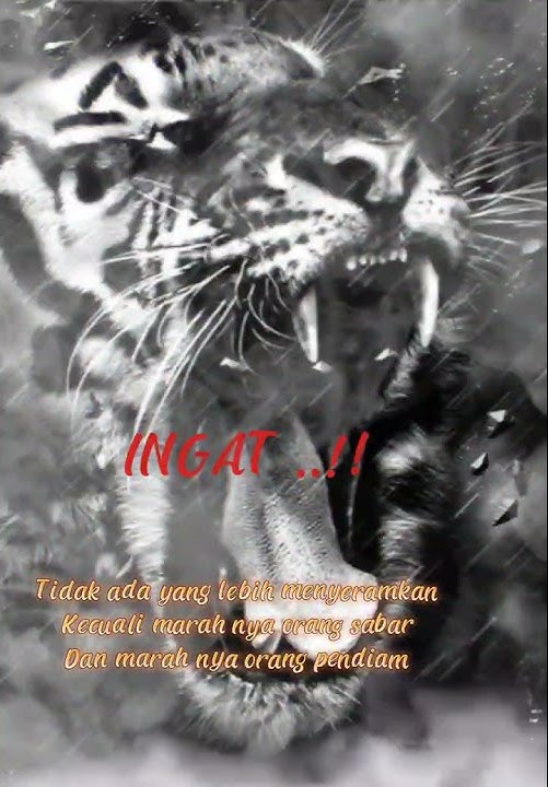 story'wa Khodam macan putih