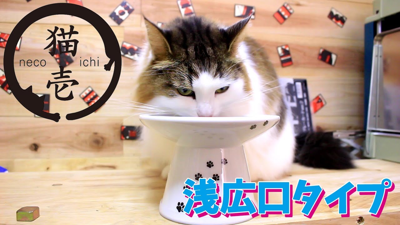 I Tried the Necoichi Raised Cat Food Bowl (Wide Shallow Type