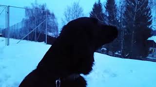 Flat Coated Retriever FCR dog howling at church bells by Dogs and Wood 208 views 5 years ago 51 seconds