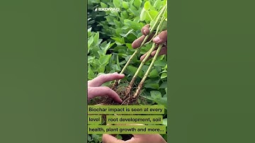 Biochar on crops #agriculture #biochar #cdr