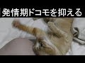 【可愛い】発情期になるとお尻をこっちに向けてパソコン前に座り込み ニャンと鳴くドコモ、その発情期の沈め方、しかしみーちゃんは冷静