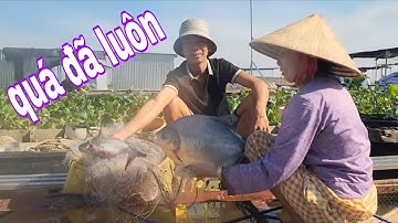 3 Dì Cháu Hết Hồn Khi Thăm Lưới Dính Loại Cá Chim Đen Khủng # SĂN BẮT ĐỒNG THÁP #