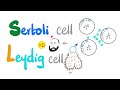 Sertoli cell vs Leydig cell
