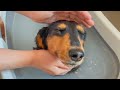 初めての入浴剤入りお風呂でリラックスしてる愛犬が可愛すぎた！【ダックスフンド】