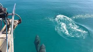 Over De Grand Bahama Bank Naar Allens Cay