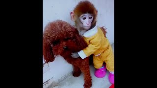 Heartwarming Reunion Monkey Finally Reunites with Best Friend! 🐒💕 Emotional and Unforgettable Mome by Allen me 981 views 2 months ago 1 minute, 12 seconds