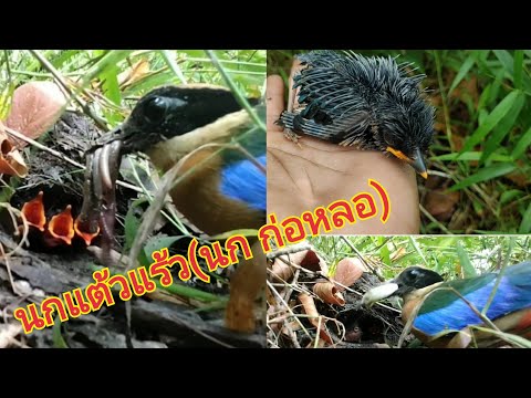 นกหาดูยาก นกแต้วแร้ว#(นกก่อหลอ)ไม่ดูถือว่าพลาดมากๆ