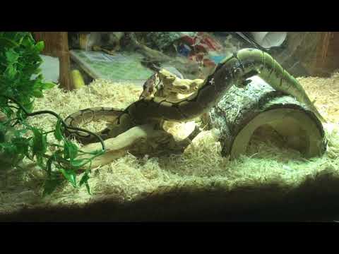 My spider ball python