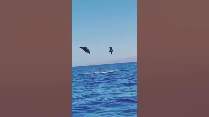 A pair of offshore bottlenose dolphin and their synchronised jumped - DayDayNews