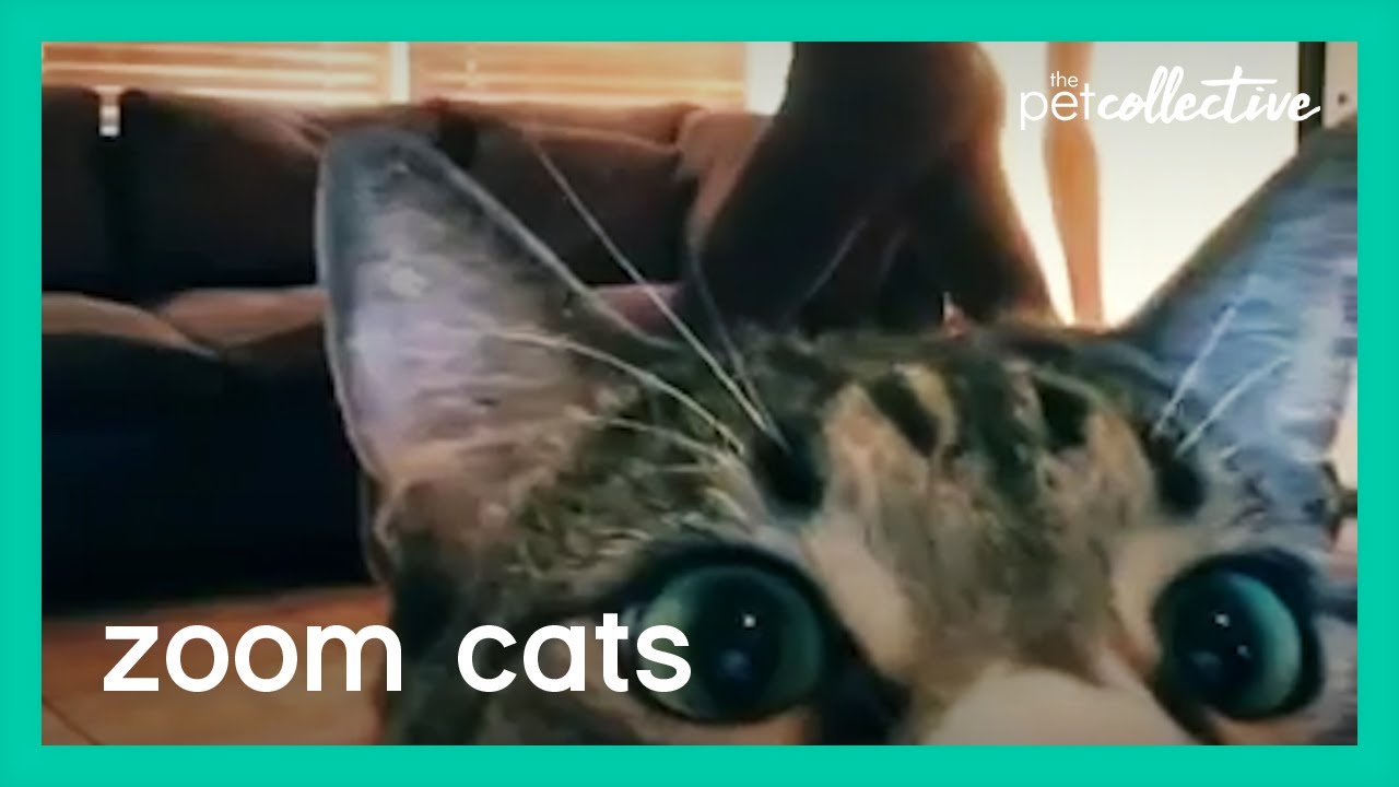 Cats On Zoom Calls Youtube