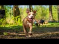 American Pitbull Terriers enjoy the summer