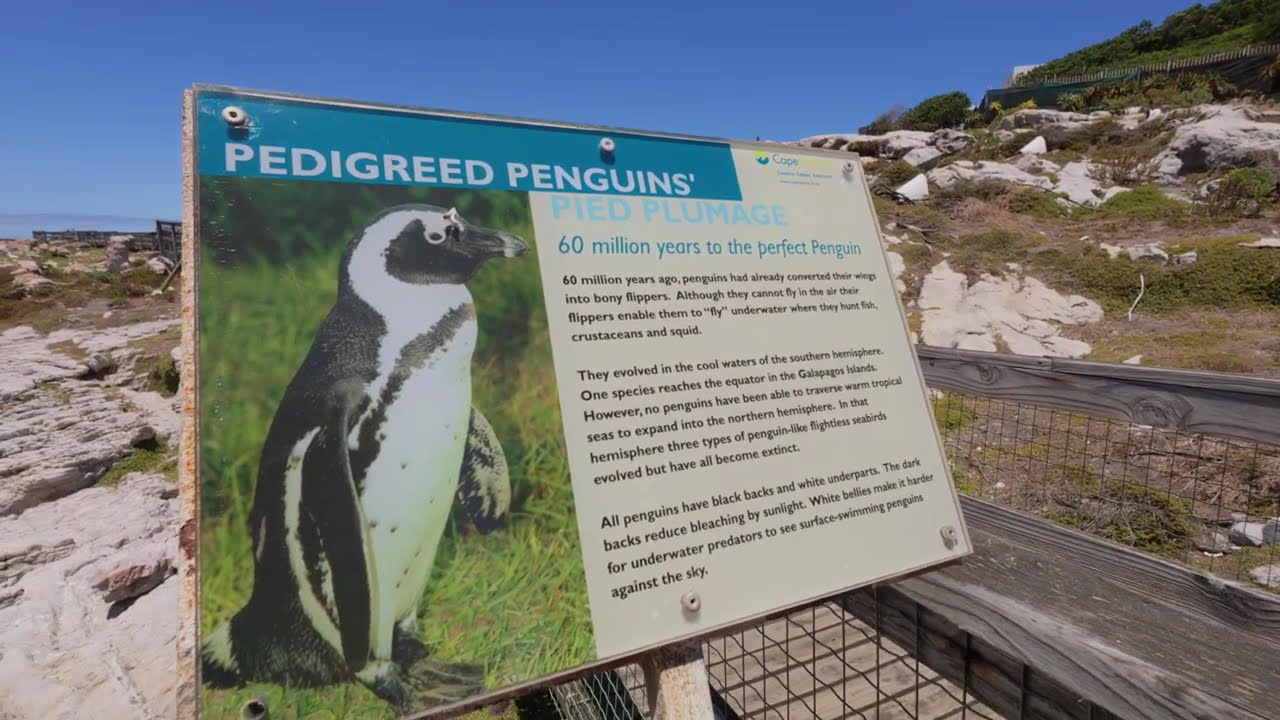 Cool Facts About African Penguins That I Did Not Know