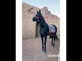 وا قلبي شعر حالات واتس شعر خليجي بدوي عراقي اجمل الخيول اجمل حالات