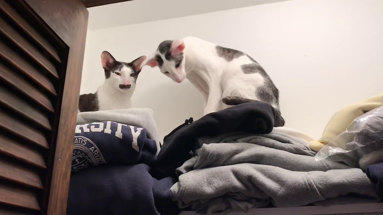 The cats hanging out in the closet! YouTube