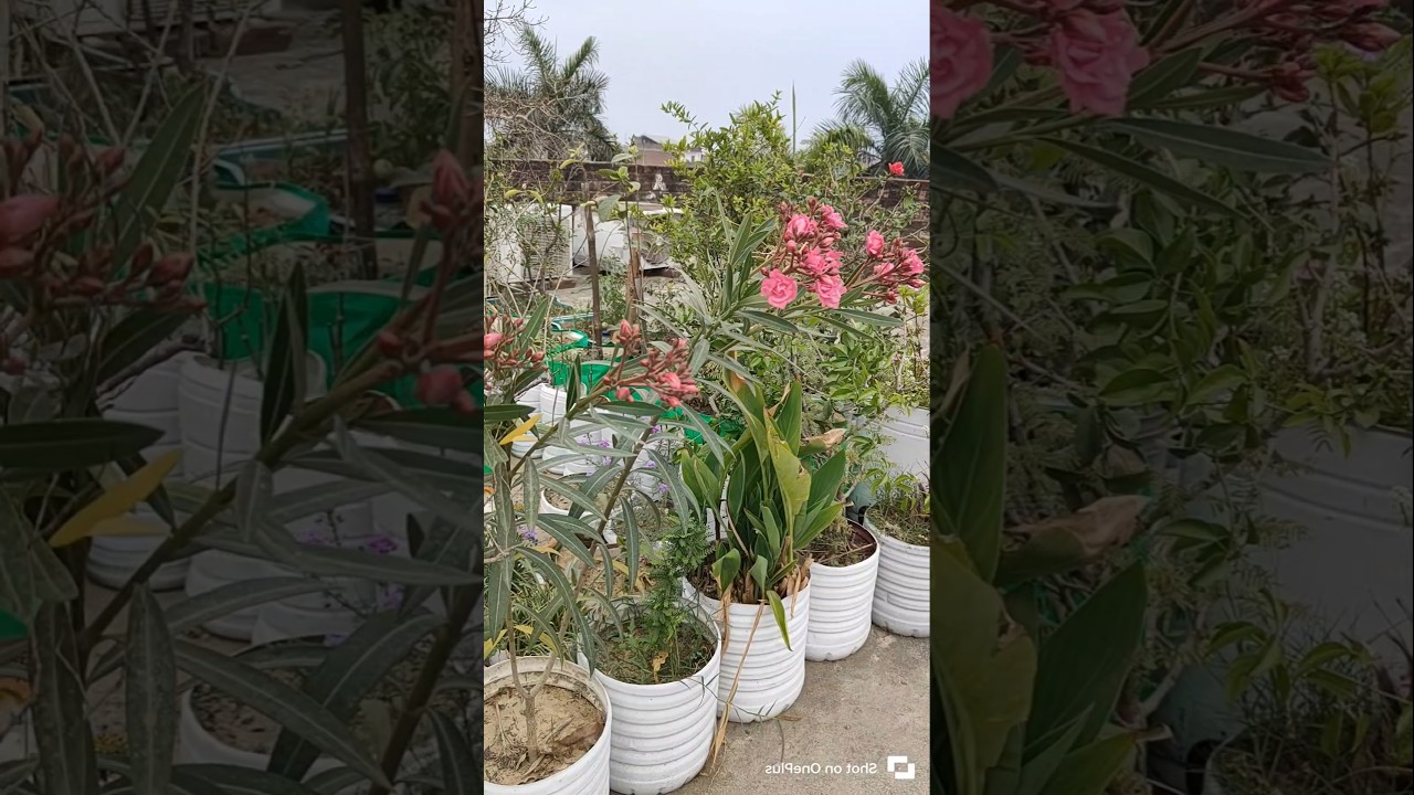 Summer flower plants