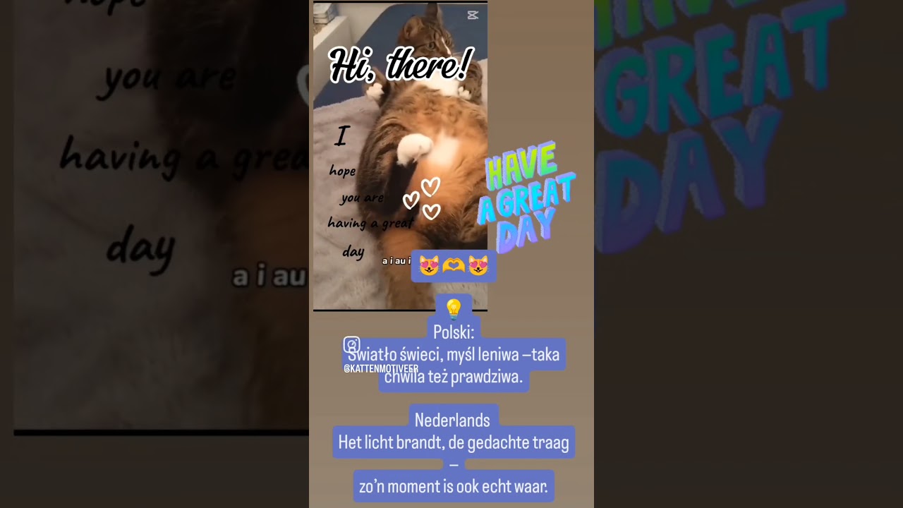 Het licht brandt, de gedachte traag —zo’n moment is ook echt waar.😻🫶😻 #dc #codi #day #catvideo