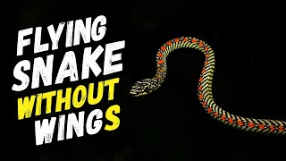 Paradise Tree Snake This Snake Can Fly Without Wings