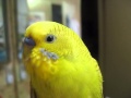 Benji the budgie  contented beak grinding  july 2014