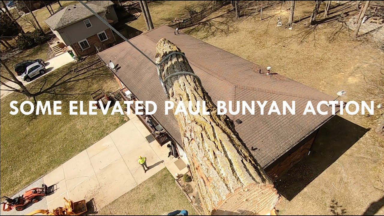 Rigging Down a Huge Cottonwood Tree Near a House - YouTube