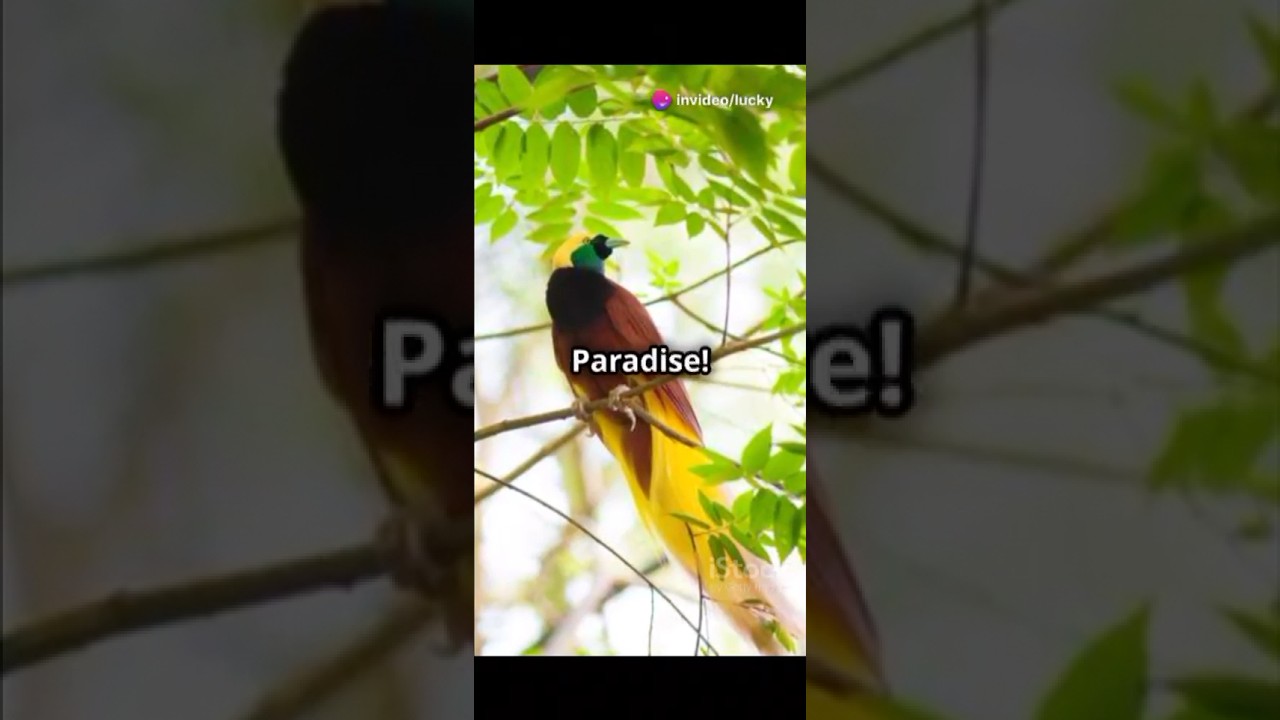 6 amazing facts about the bird of paradise 