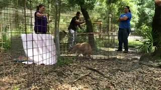 Cyrus Caracal goes on his first Funcation at Big Cat Rescue!