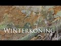 Winterkoning
