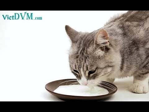 Mèo con uống sữa như thế nào?-Cách cho mèo con uống sữa