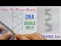 How to draw dna double helix structure