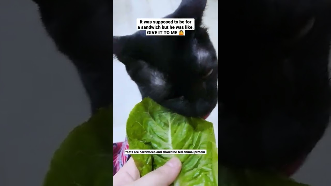 Cat Loves Lettuce So He Took Mine 