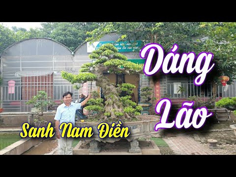 Video SH.6307. Ngắm đã mắt cây Sanh Nam Điền dáng lão khá... - youtube