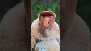 The World's Weirdest Monkey… The Proboscis Monkey #Shorts