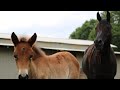 Georgia horse gets second chance at motherhood