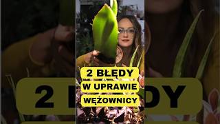 Praktyczne Roślinne Porady Błędy W Uprawie Pielęgnacji Wężownicy Sansewierii