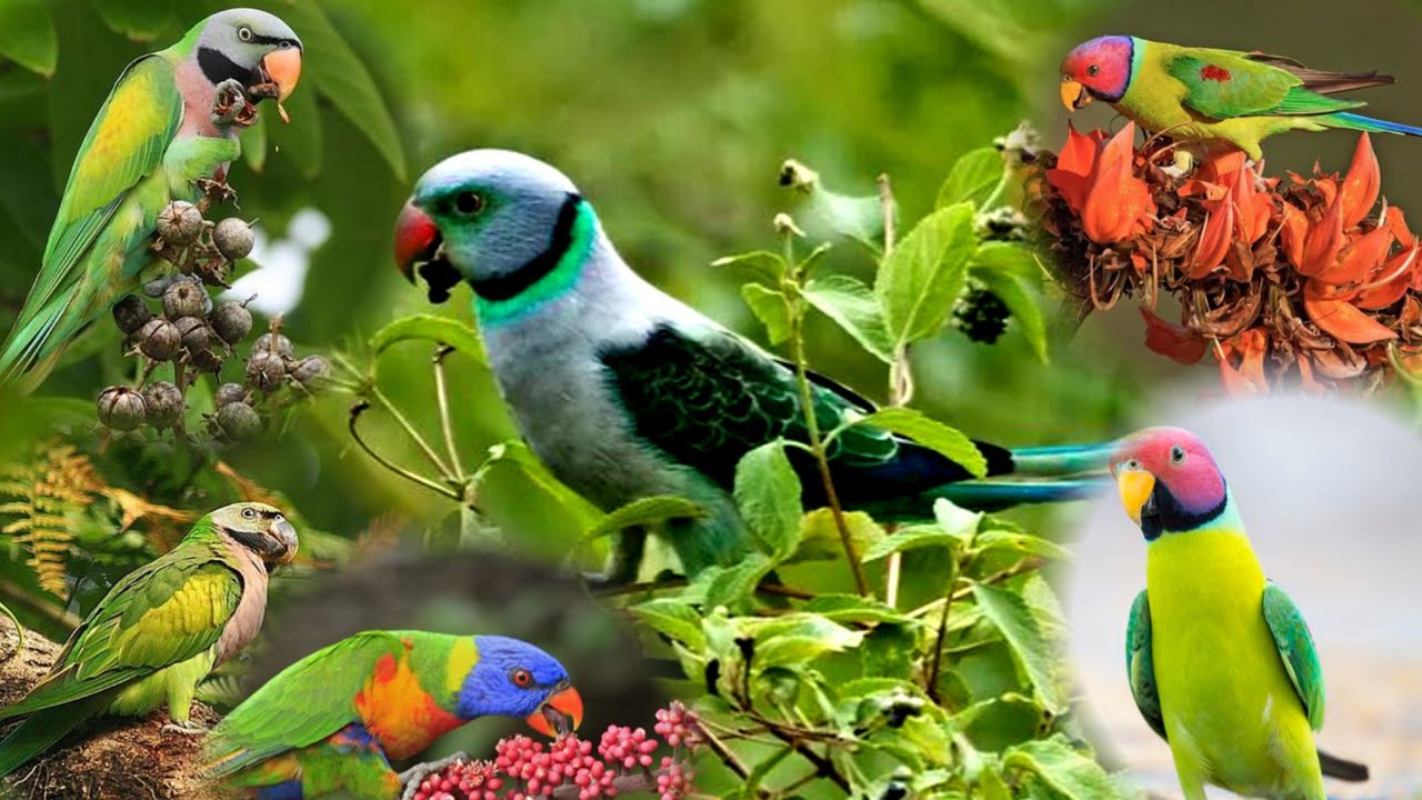 Ringneck Parrot Videos Compilation ! parrot talking in hindi ! parrot nature video ! 