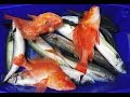 Fishing pesca aores cantaro rocaz goraz rockfish goatfish