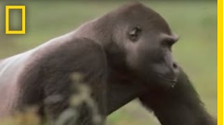 Gorilla vs. Gorilla | National Geographic