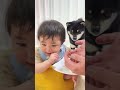 弟くん赤ちゃんのご飯を狙う豆柴がかわいい❤️【柴犬】#Shorts