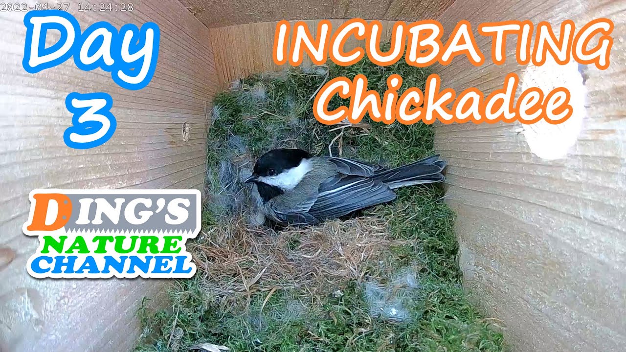 How do Chickadees Incubate Their Eggs? Day 3 Inside of a Bird House