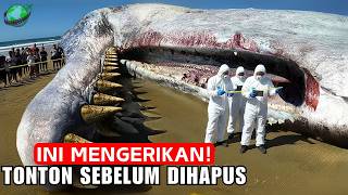 10 Ikan Terbesar Dari Jenisnya! RARE 1-DALAM-SE-MILIAR Tertangkap Kamera!