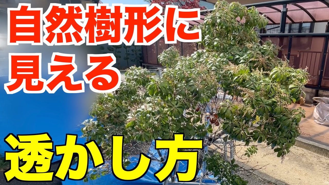 曲線美。山採りアセビ。 【公式通販】